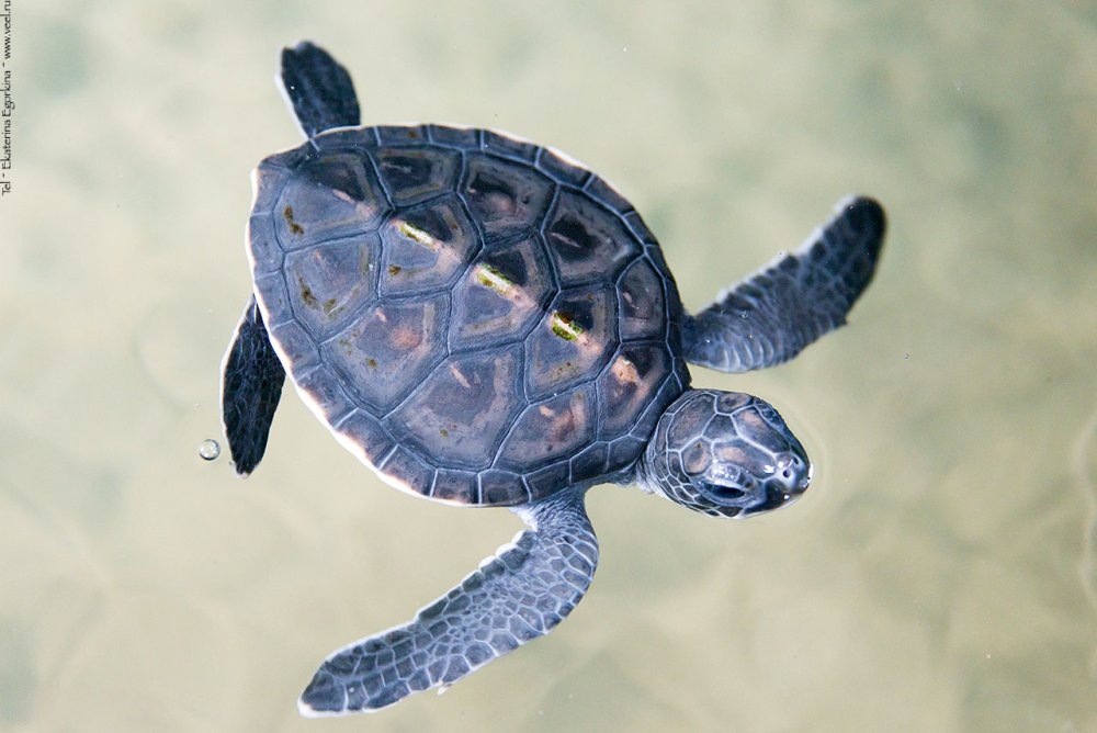 Черепаха в океане