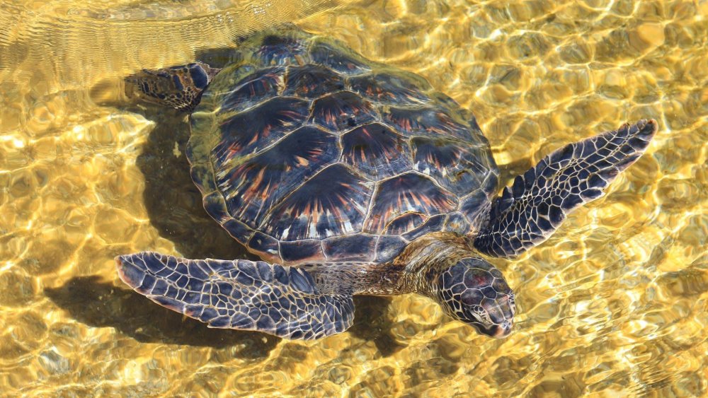 Морская черепаха снизу