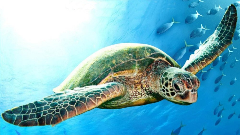 Морская черепаха с рыбами