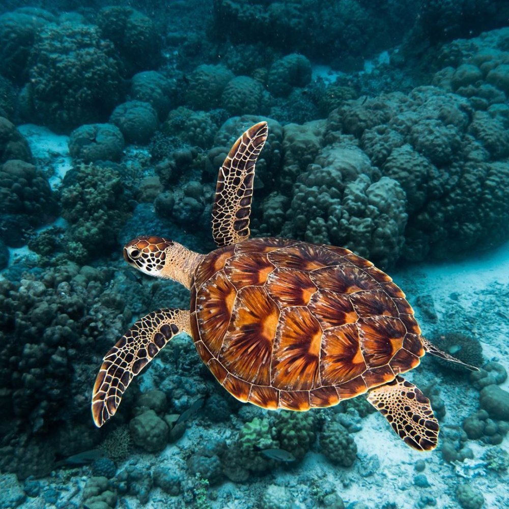 Большие черепахи арт