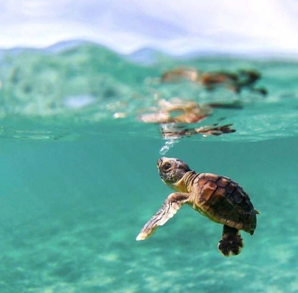 Морская черепаха и мусор