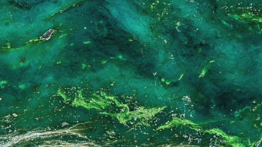 Атлас матовый. Мята