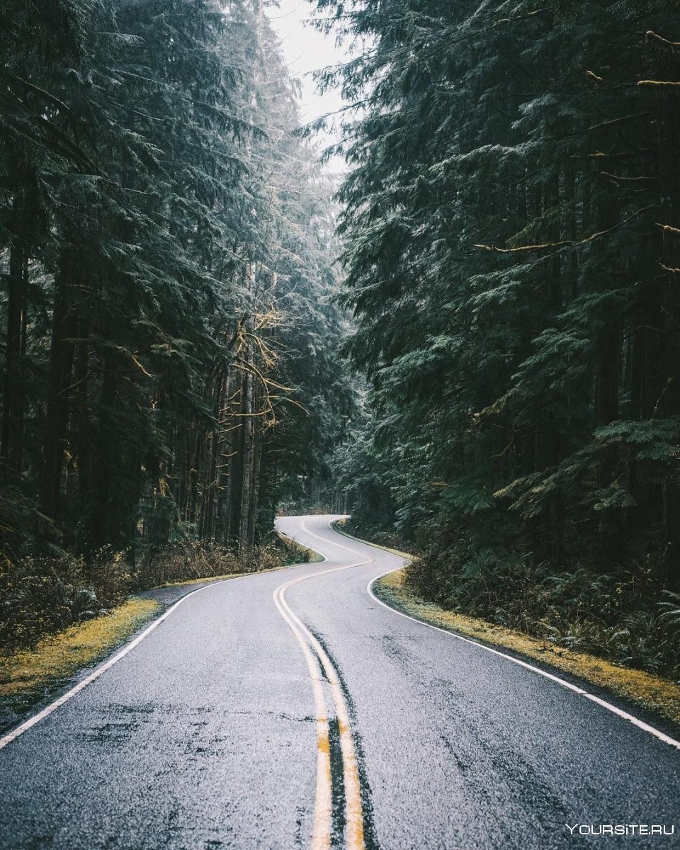 Редвуд национальный парк туман