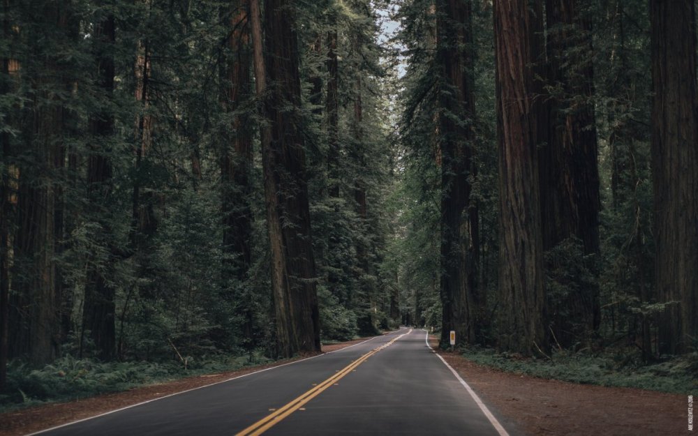 Дорога в лесу