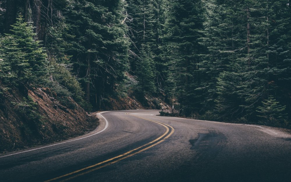 Эстетика дороги и леса