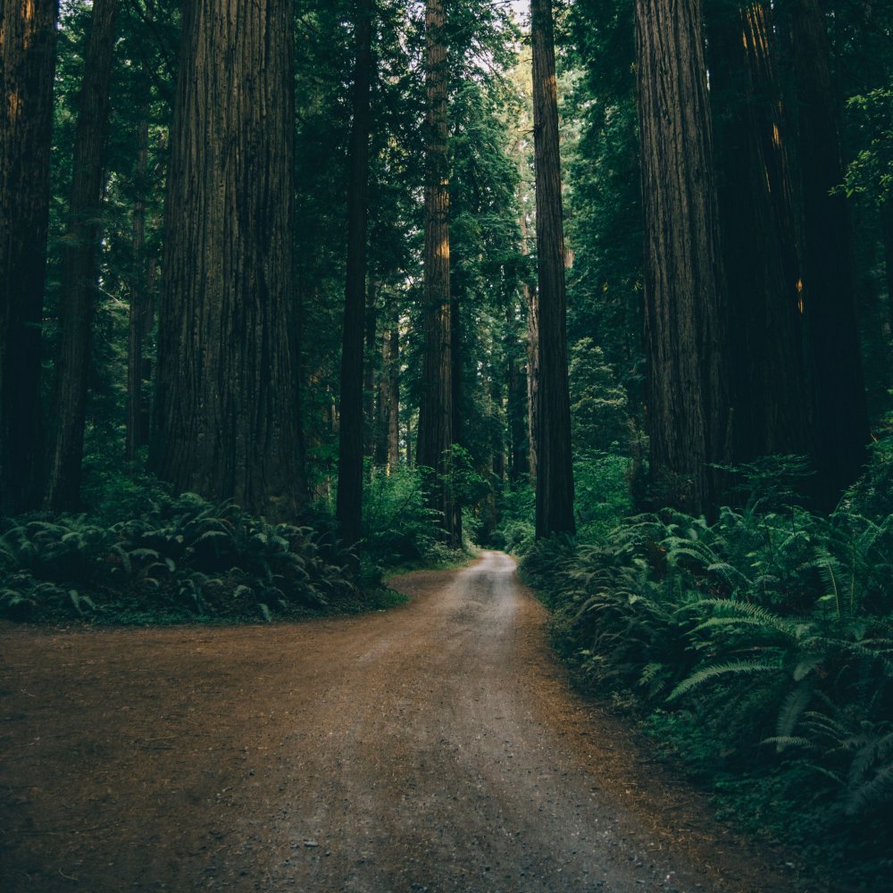 Природа лес