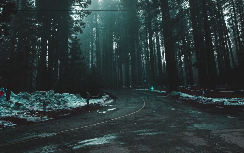 Дорога лес дождь