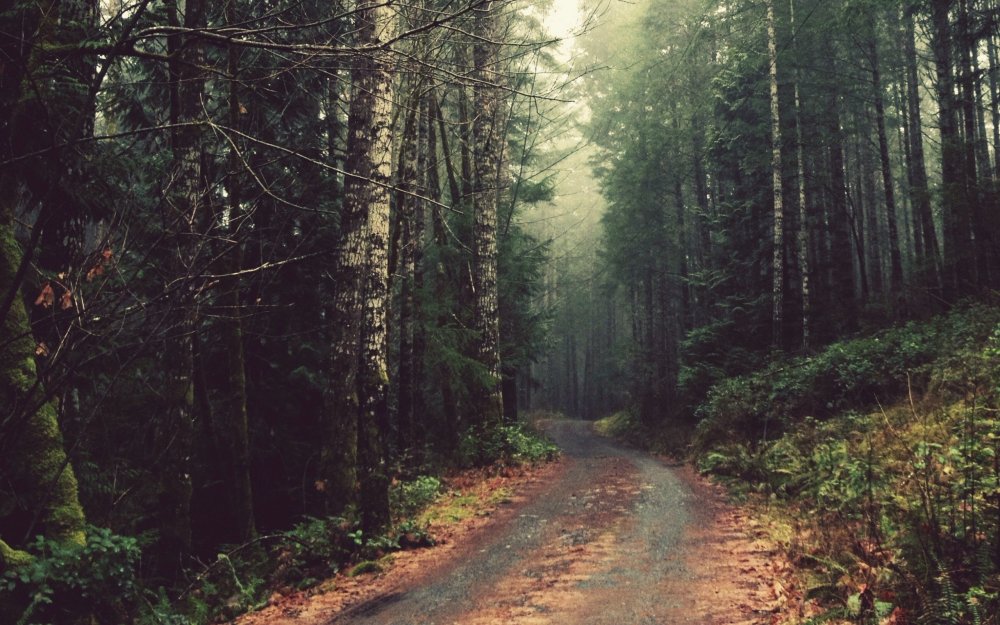 Дорога в лесу ночью