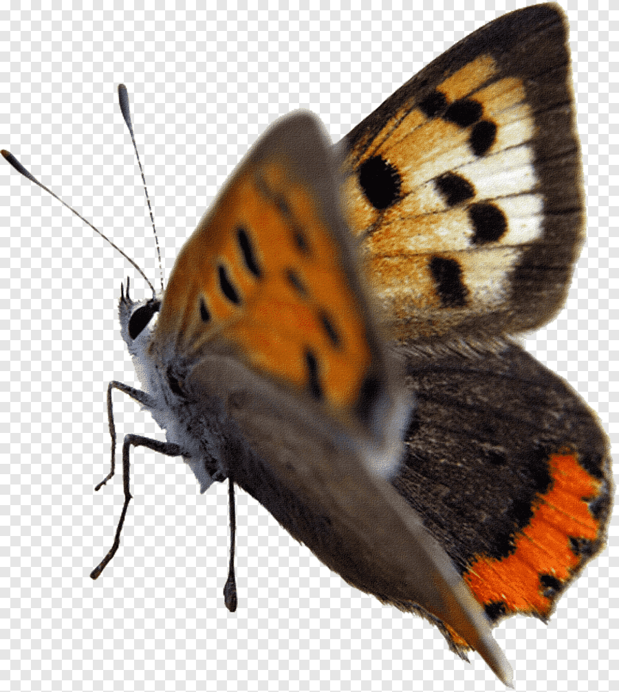 Бабочка крапивница на белом фоне