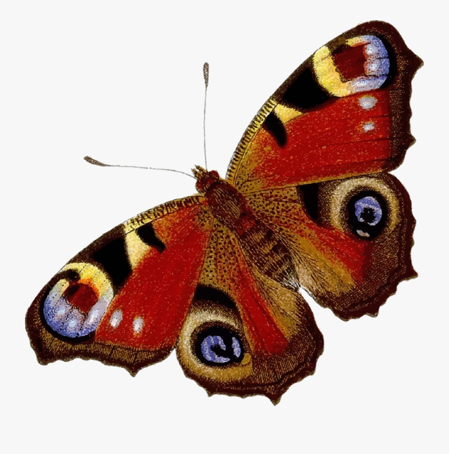 Яркие бабочки