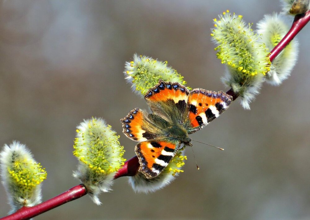 Бабочка Адмирал крапивница павлиний глаз Махаон