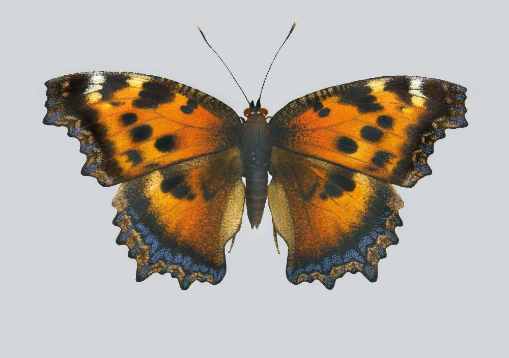 Бабочки Адмирал траурница павлиний глаз крапивница