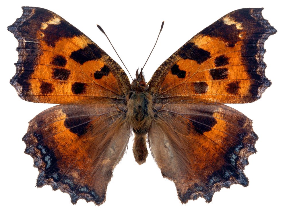 Красивые бабочки