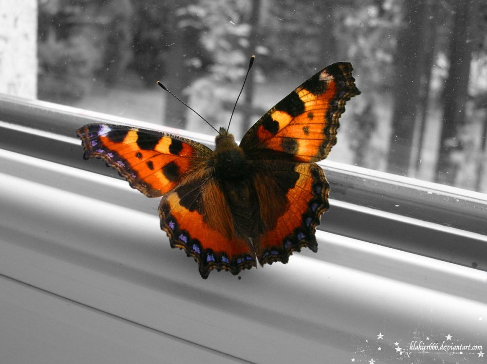 Бабочка Шоколадница-крапивница