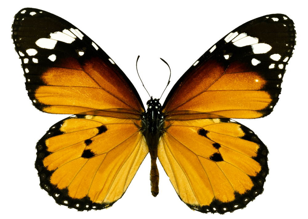 Красивые бабочки