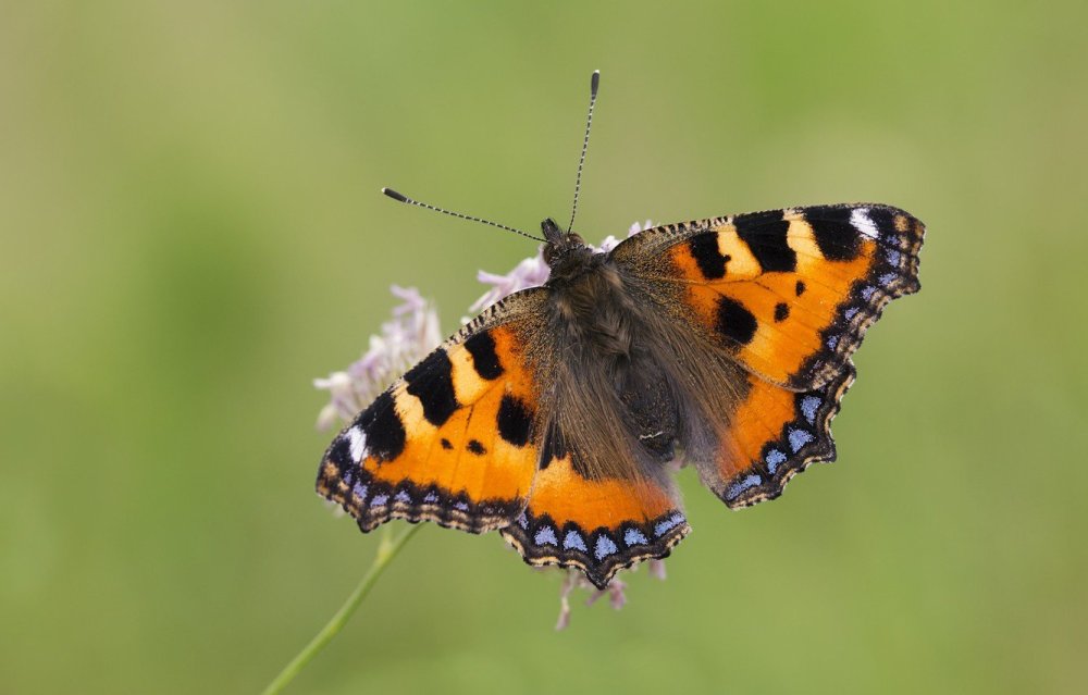 Бабочка Адмирал крапивница
