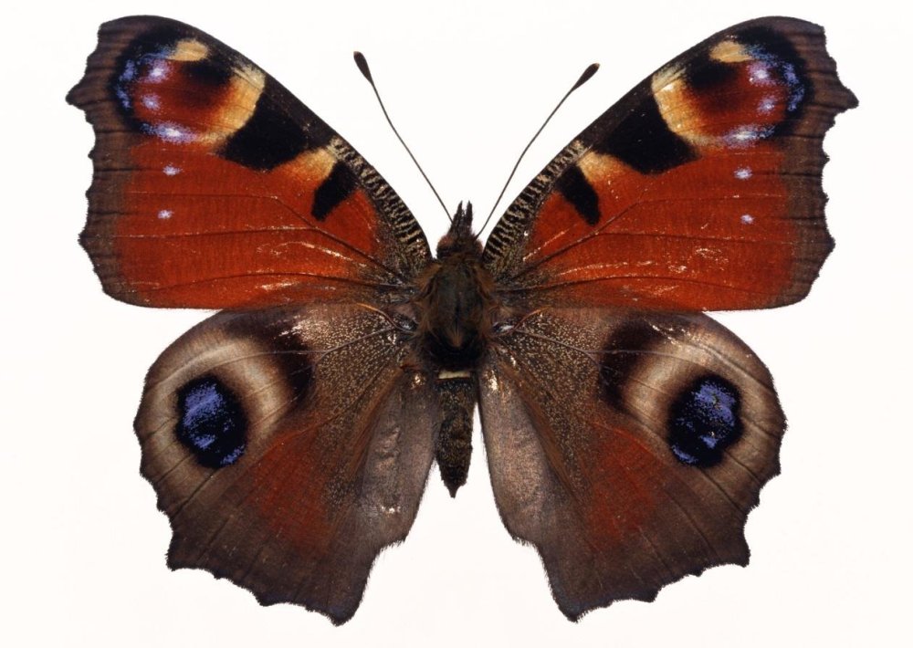 Бабочка крапивница