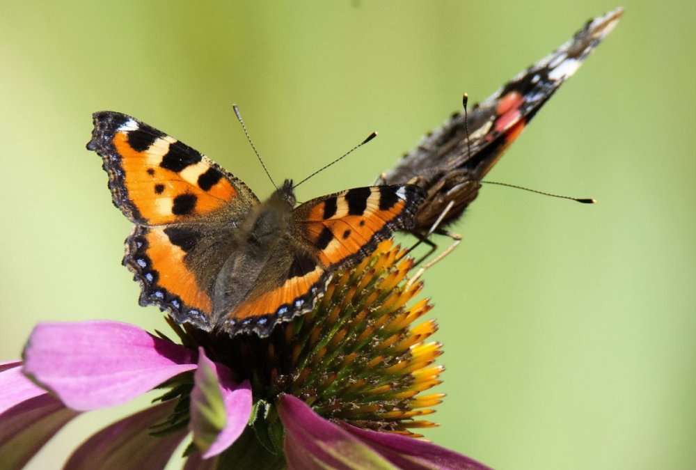 Бабочка крапивница