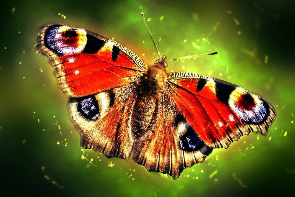 Крапивница бабочка фото