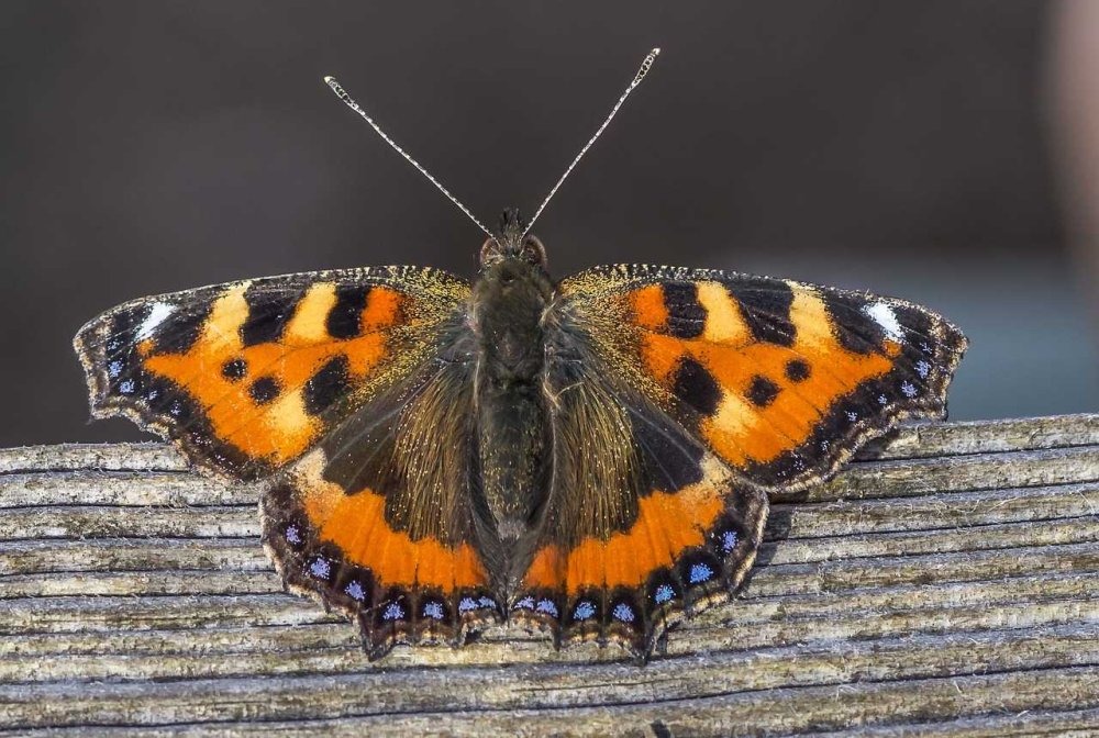 Насекомые весной