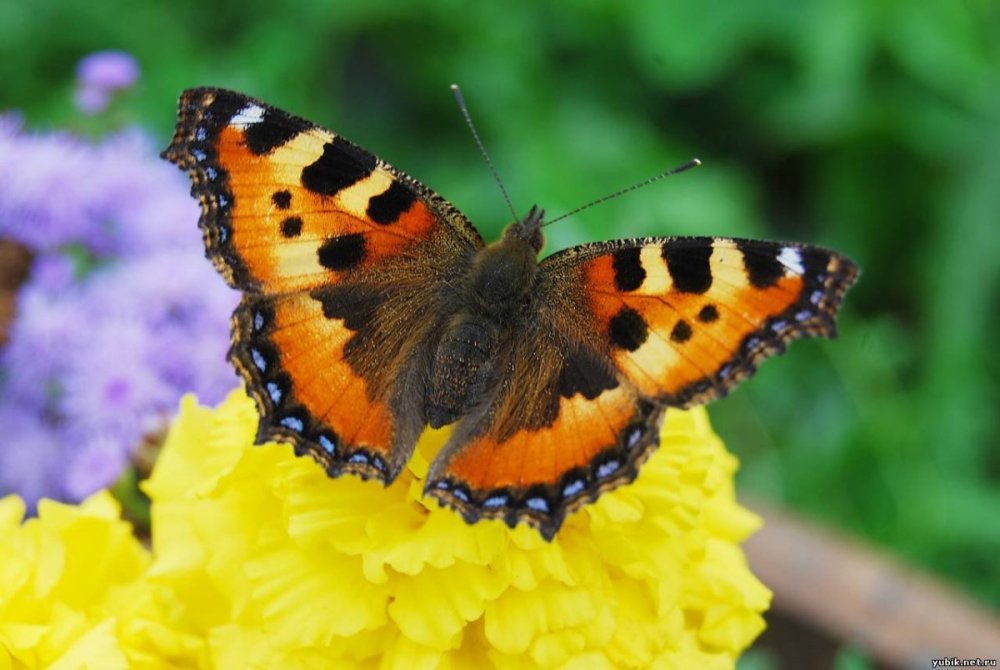 Крапивница насекомое