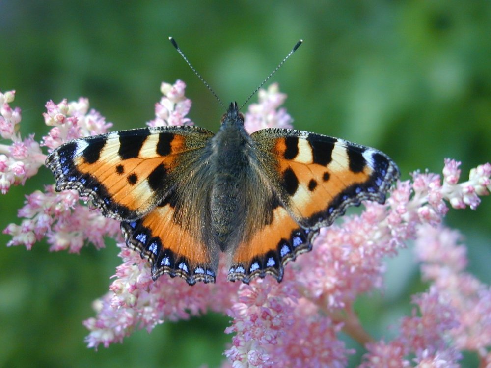 Бабочка Шоколадница-крапивница
