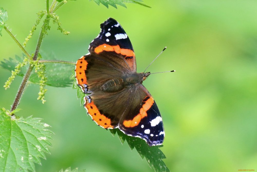 Бабочка крапивница отряд