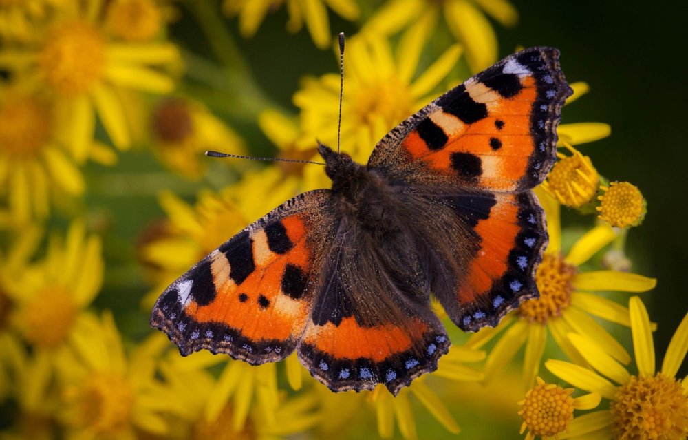 Бабочка крапивница Макросъемка