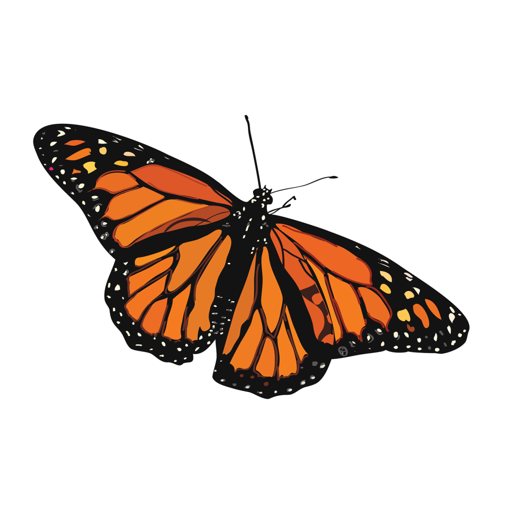 Нимфалиды бабочки Адмирал