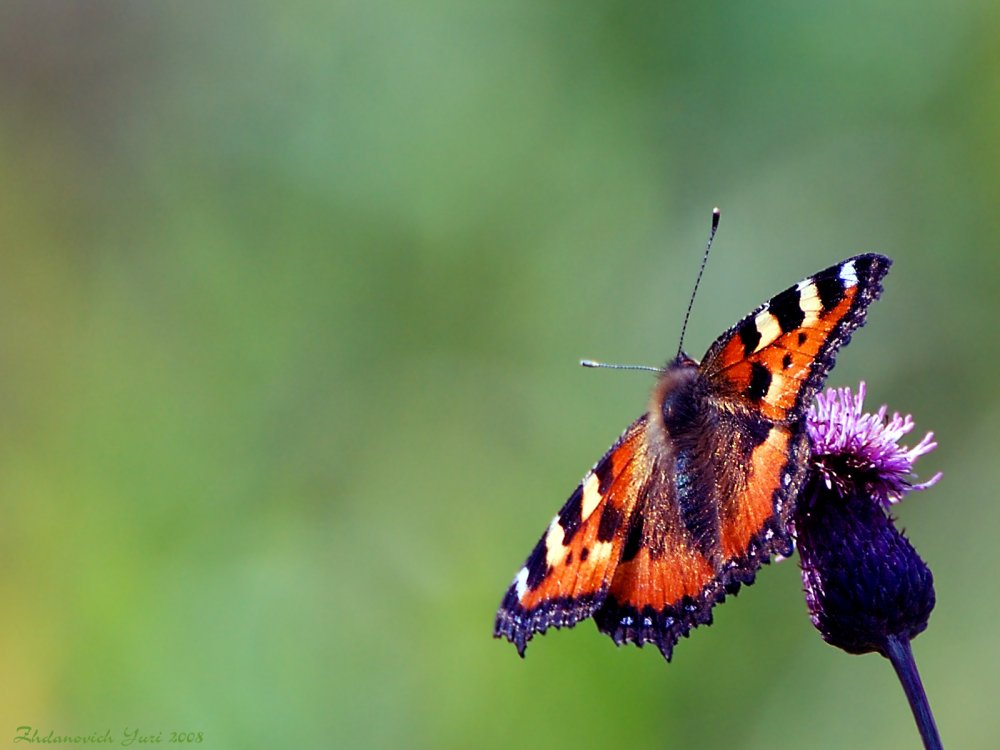 Бабочка крапивница обыкновенная