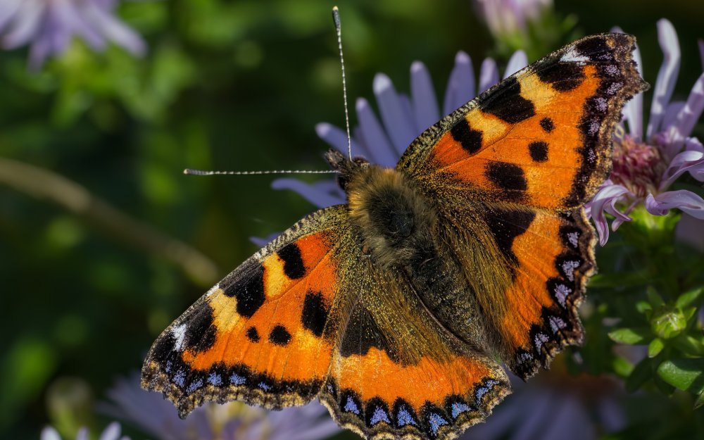 Бабочка павлиний глаз снизу