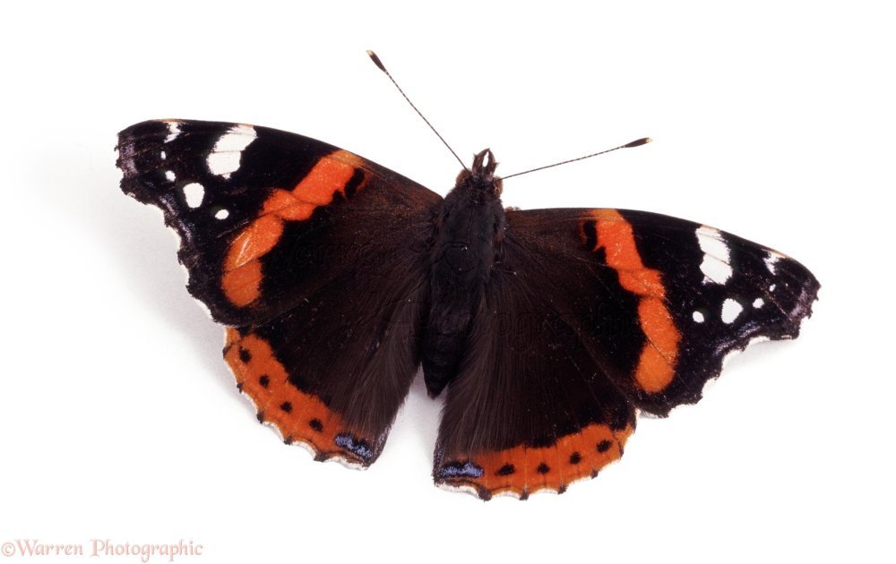 Красные бабочки лето