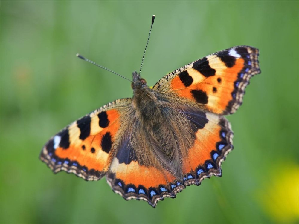 Крапивница многоцветница