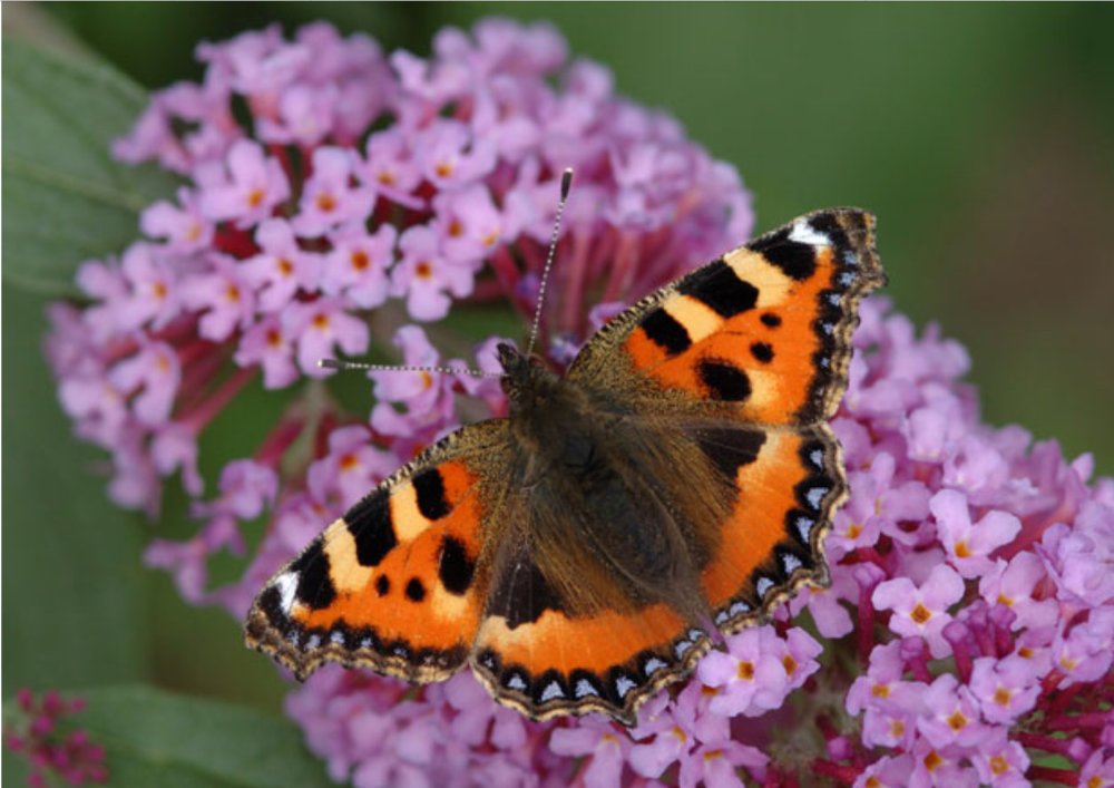 Бабочка без фона