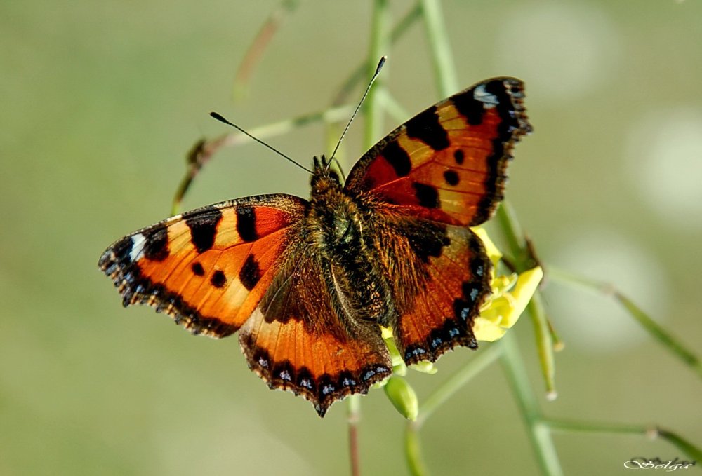 Бабочка крапивница обыкновенная
