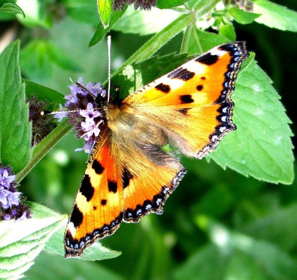 Бабочка крапивница