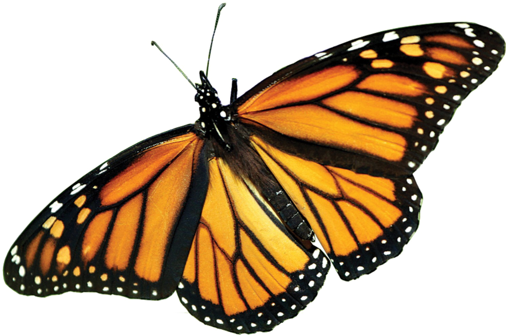 Бабочка Адмирал крапивница траурница