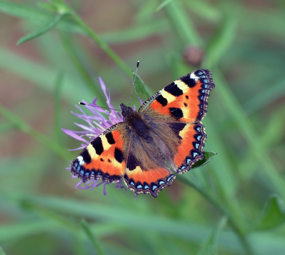 Бабочка крапивница на белом фоне