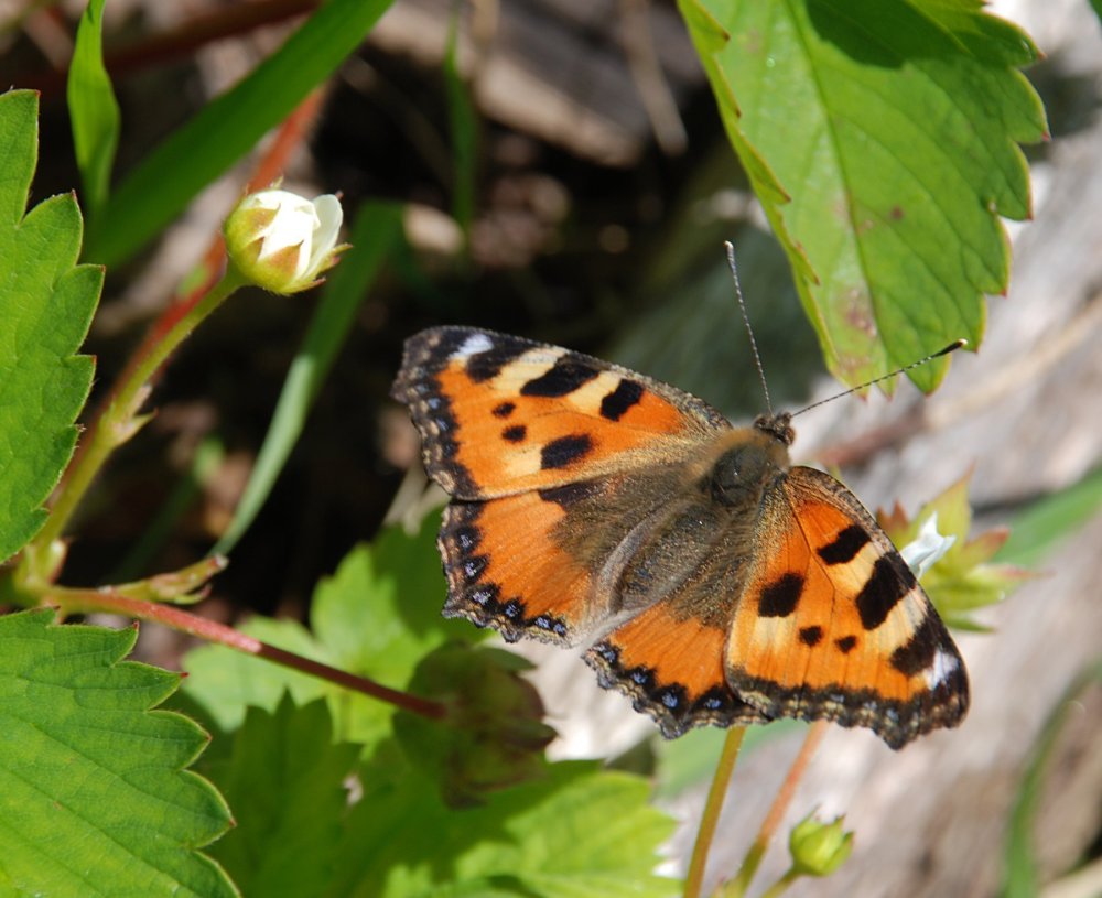Нимфа Аталанта бабочка