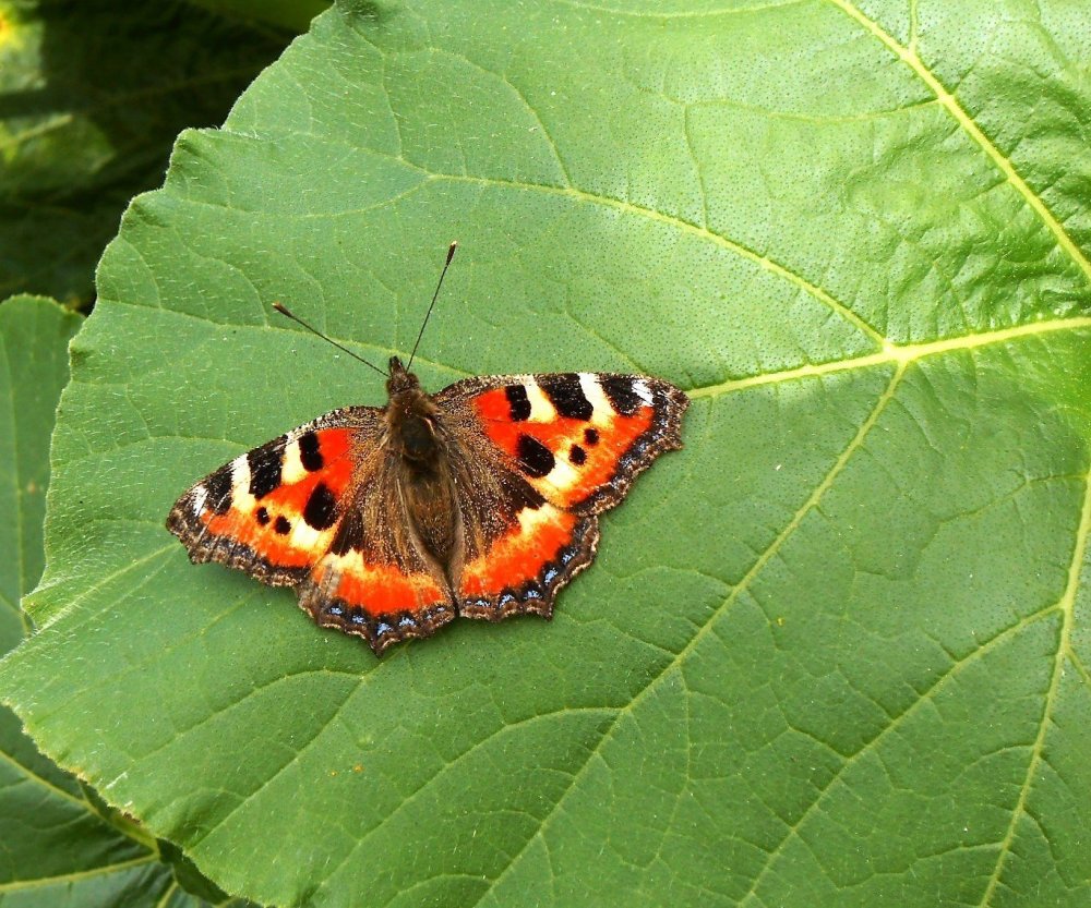 Нимфалиды бабочки Адмирал
