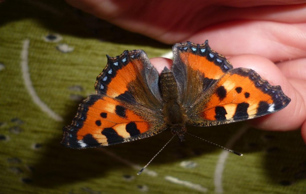 Бабочки в цветах