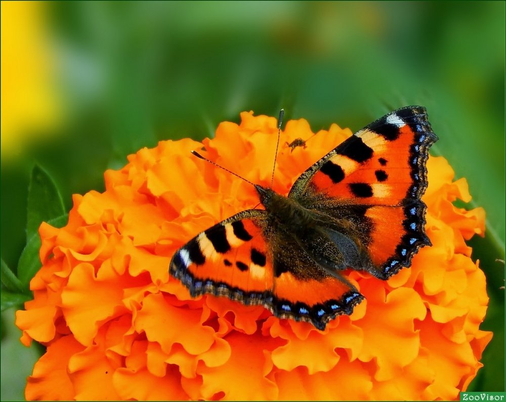 Фон бабочки