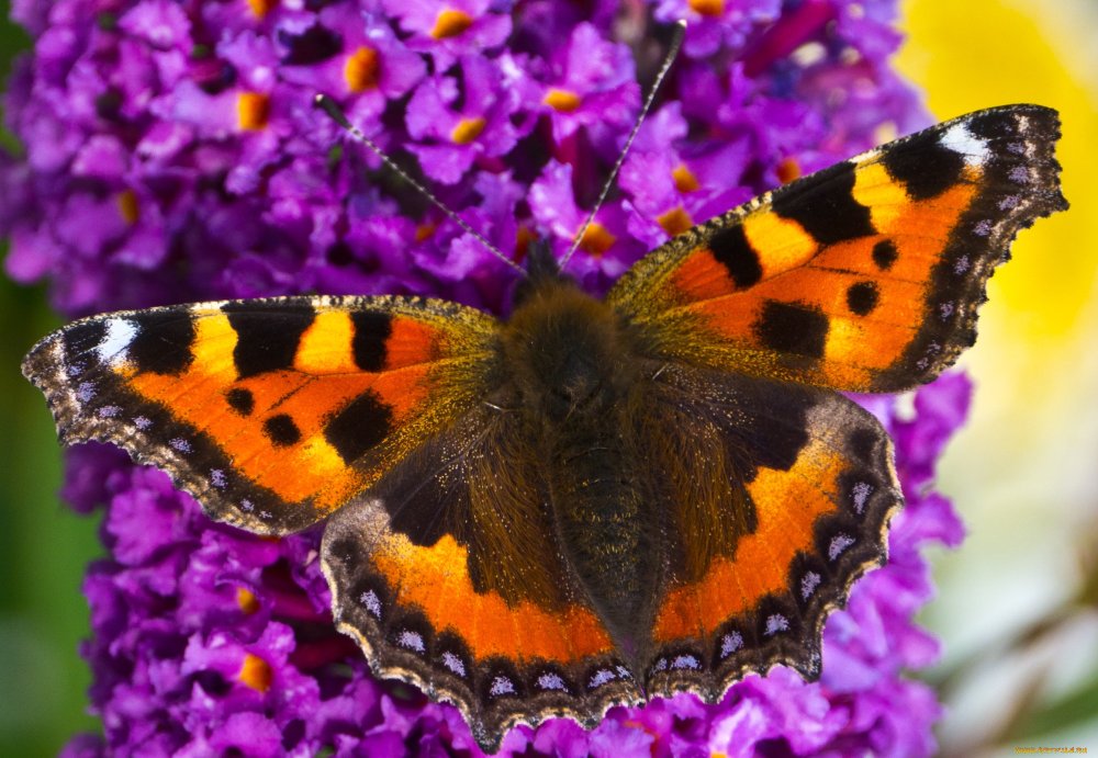 Крапивница Aglais urticae