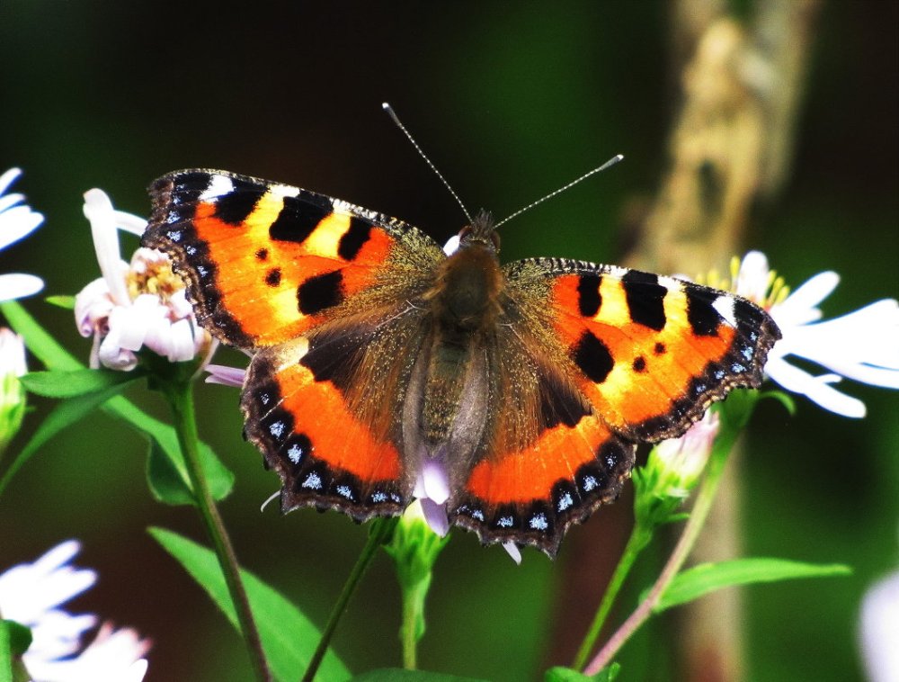 Красивые бабочки небольшие