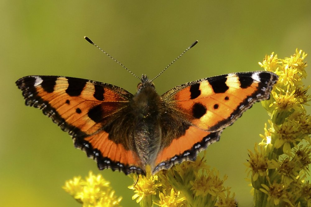 Бабочка бабочка крапивница