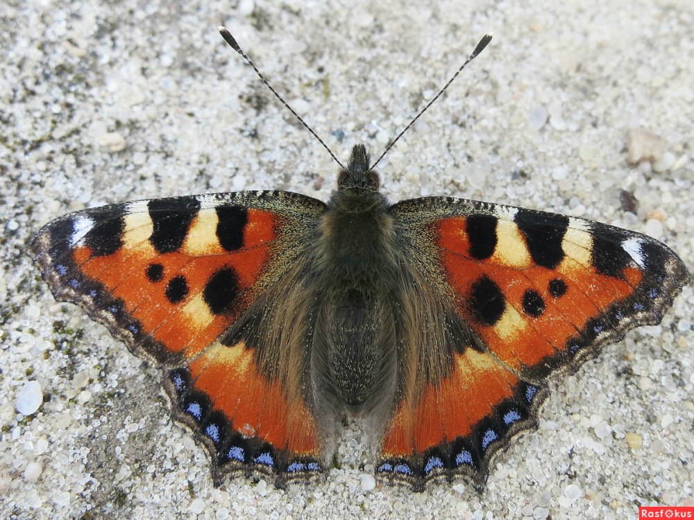 Бабочка крапивница