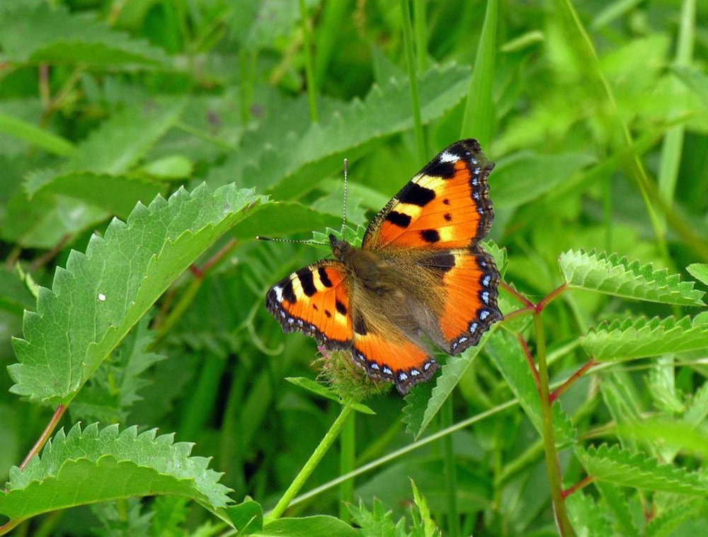 Бабочка Nymphalis xanthomelas.