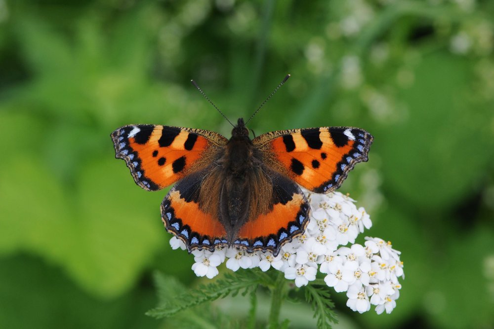 Бабочка Шоколадница-крапивница
