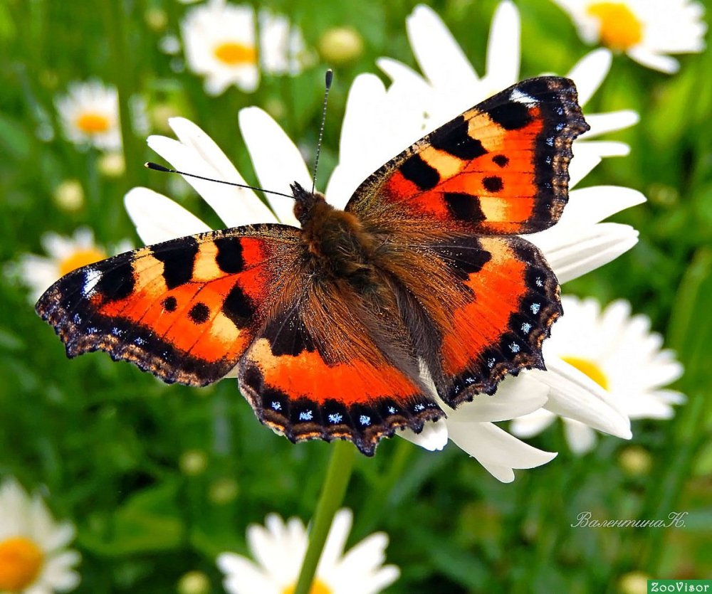 Бабочка пьет нектар