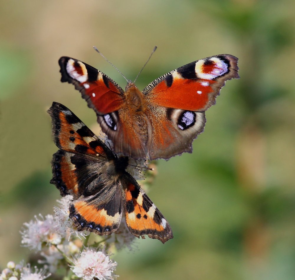 Бабочка Адмирал крапивница